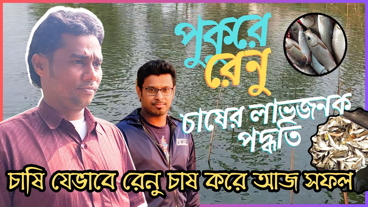 বড় পুকুরে রেনু চাষ করে চাষি আজ সফল। সহজ উপায়ে মাছের রেনু চাষ। শুরু থেকে শেষ রেনু চাষের আদ্যোপান্ত।