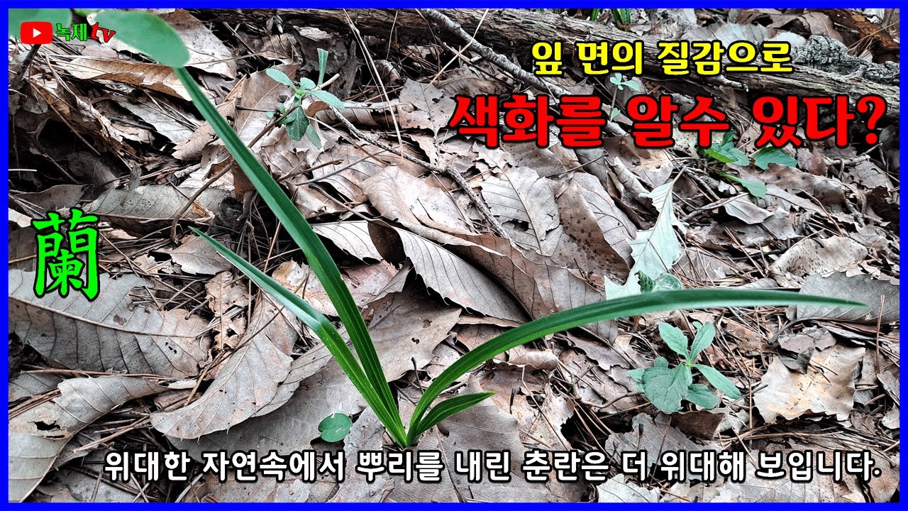 색화의 가능성이 높은 잎에 대하여 분석해 봅니다.