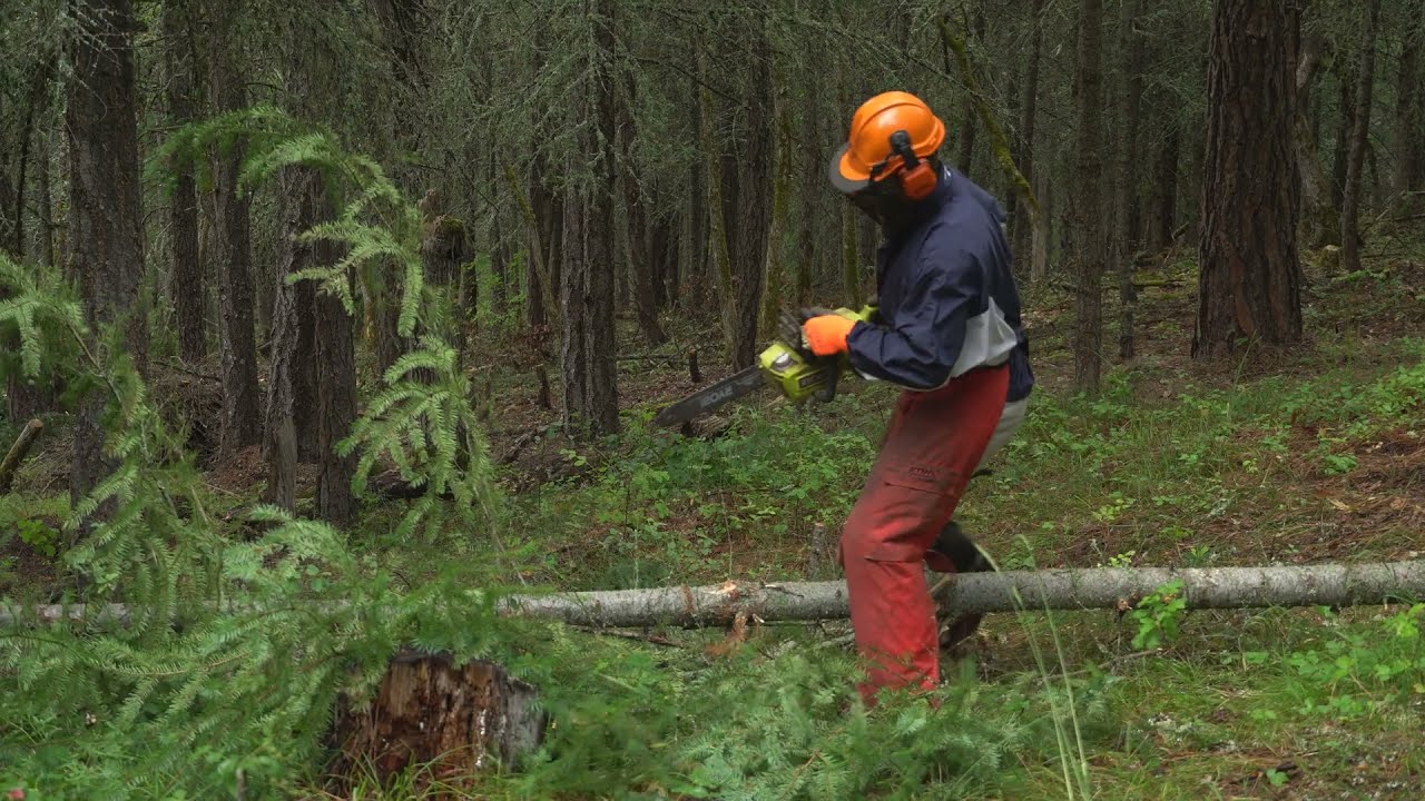 Восстановление дубрав в восточных Каскадах совместно с ODFW и землевладельцами (видео 4k)