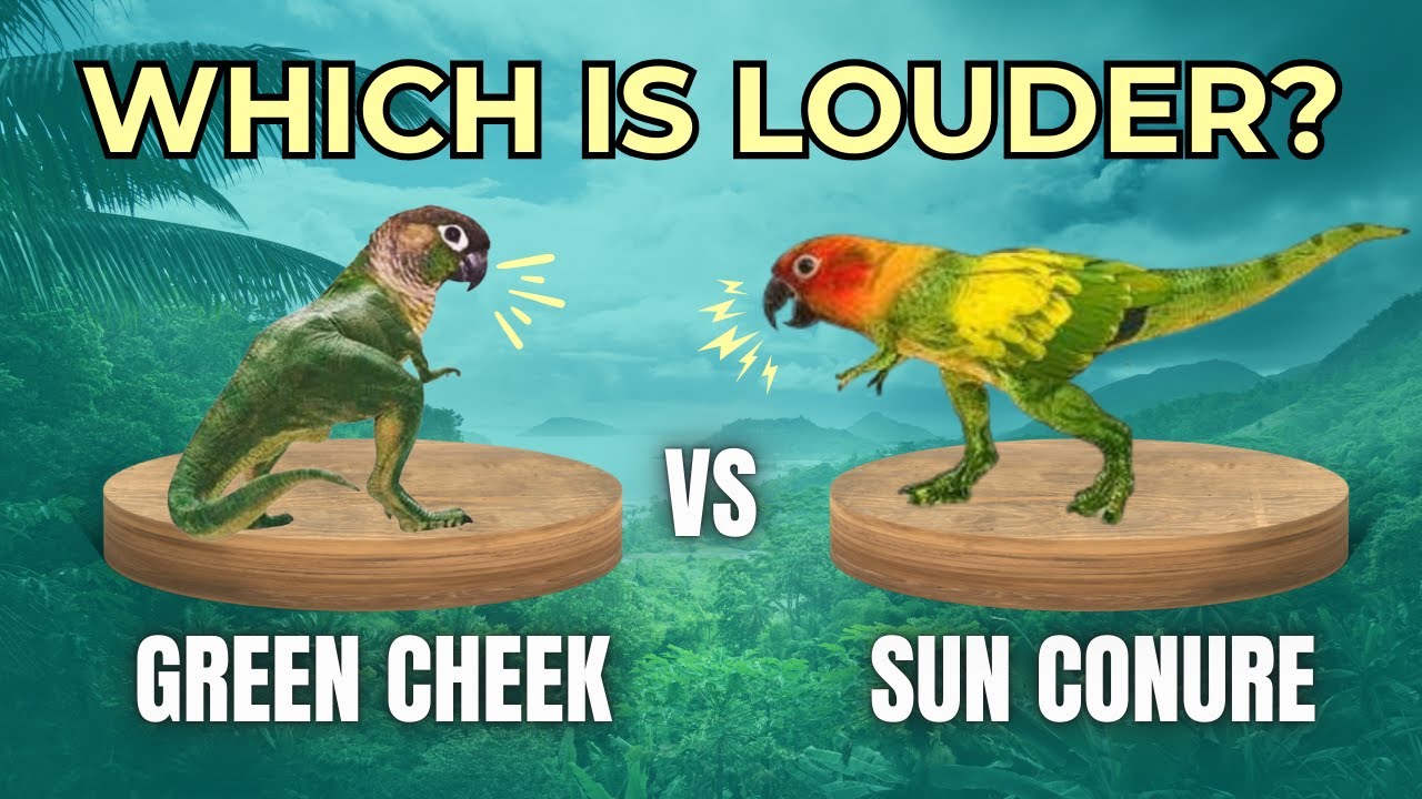 Sun Conure vs Green Cheek Conure — How Loud Are They?