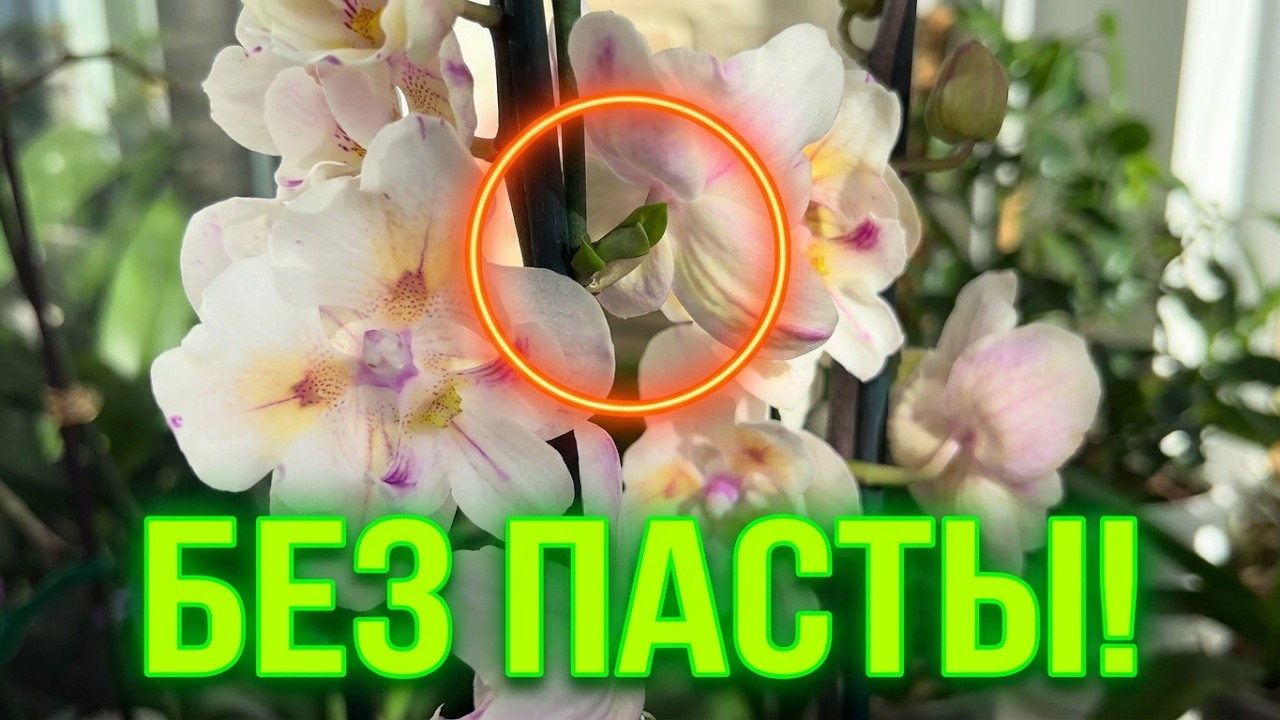 Орхидеи бабочки в моей коллекции! Чудесный СЮРПРИЗ от Phal. Stellenbosch 🥰 #phalaenopsis #fyp #plant