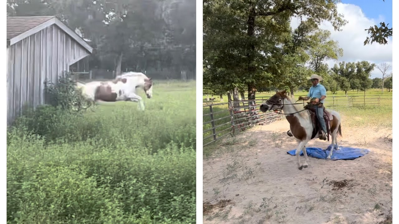 Part 3 - Taming Carly the Feral Rescue Horse