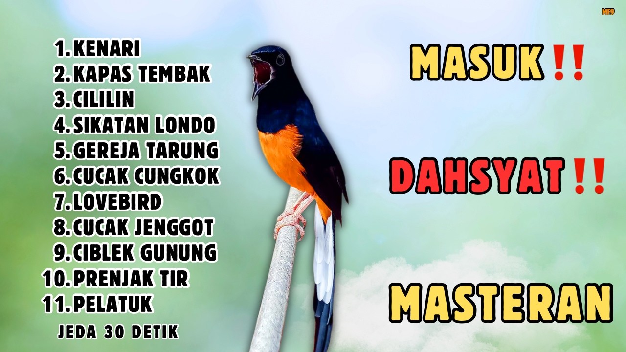 🔴 DONGKRAK TEMBAKAN MEMATIKAN ‼️MASTERAN ISIAN MURAI BATU GACOR