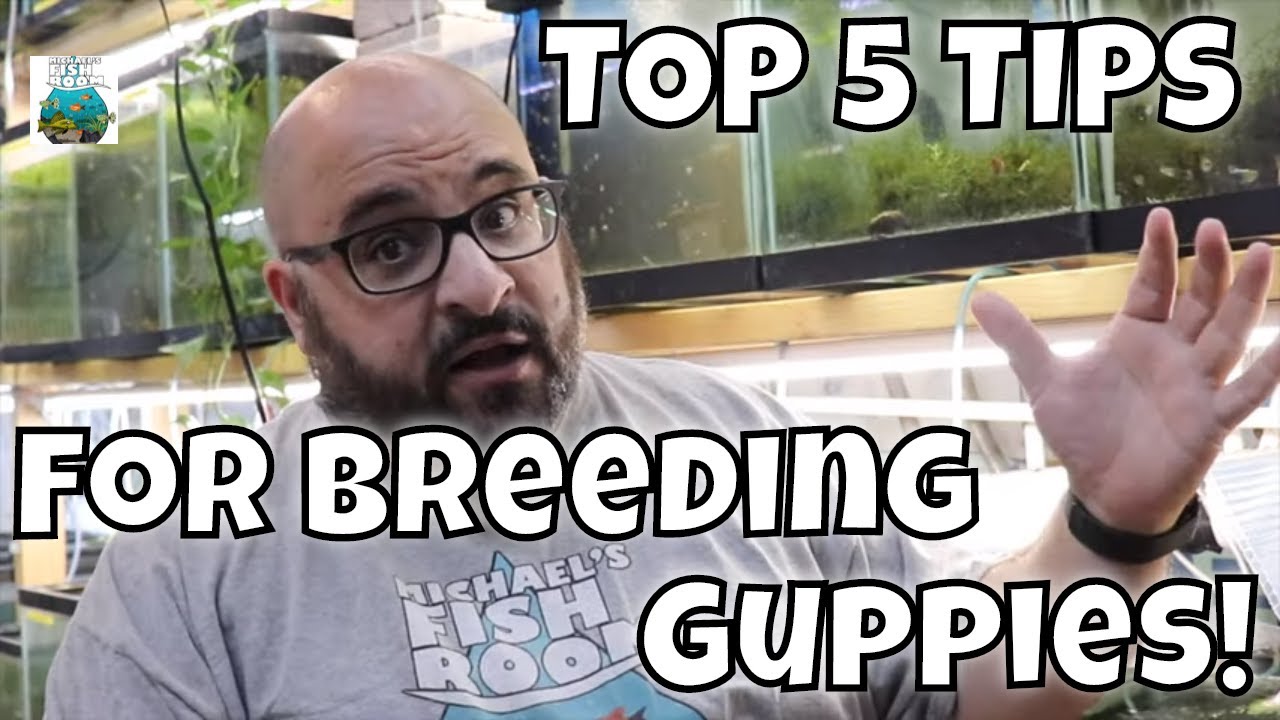 Top 5 Guppy Breeding Tips