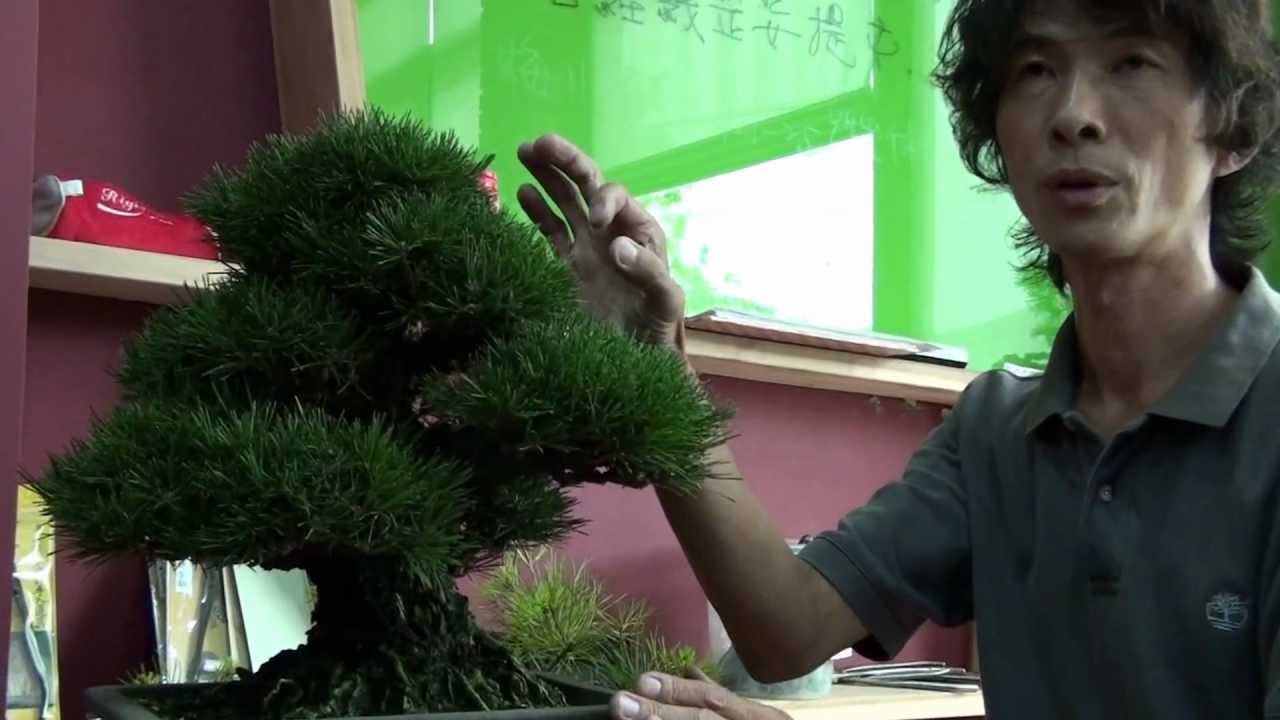 劉老師Lizika Liu--2012年5月27日示範五葉松-創作-整理枝幹-纏鋁線示範 (2)