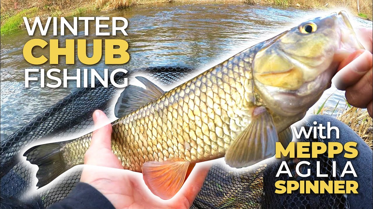 Winter Chub Fishing With Mepps Aglia Spinner