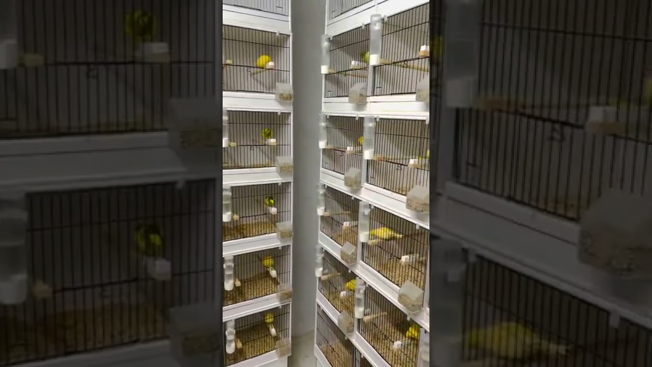 Fife canary&rsquo;s singled of for breeding season