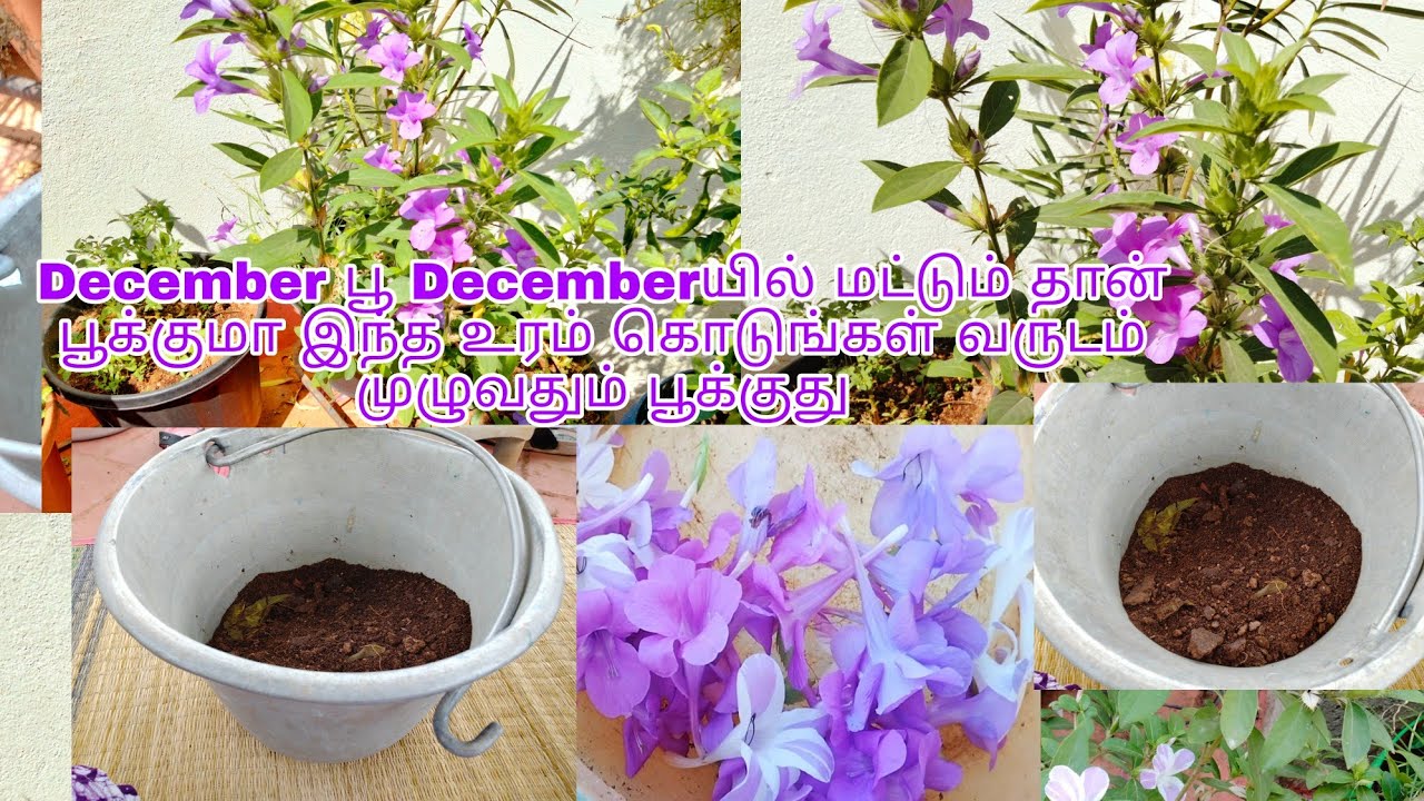 how to grow December flower and get lots of flowers regularly in Terrace garden |