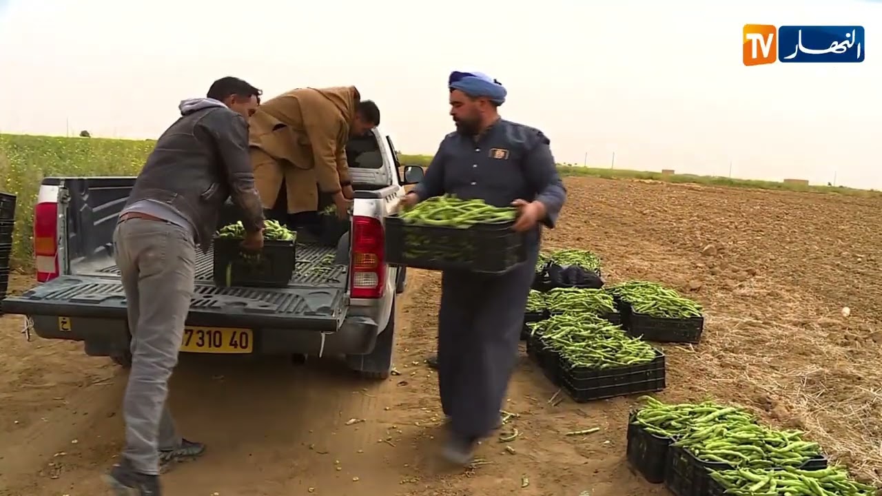 خنشلة : وفرة في إنتاج الجلبان والفول الأخضر بصحراء النمامشة تنعش الأسواق