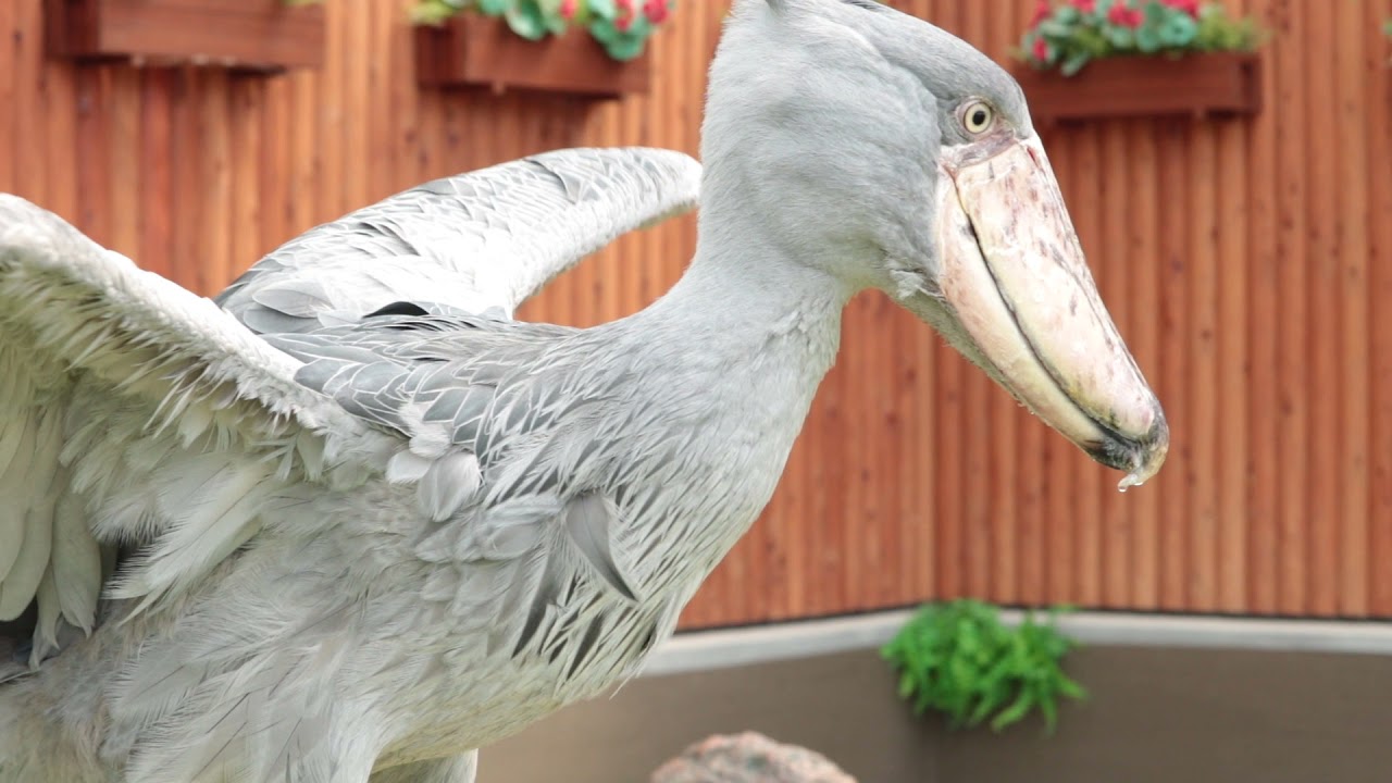 【掛川花鳥園】ハシビロコウ ふたば 2021年 5月30日 水浴びするふたば スタッフさんもあまり見た事ない激レア