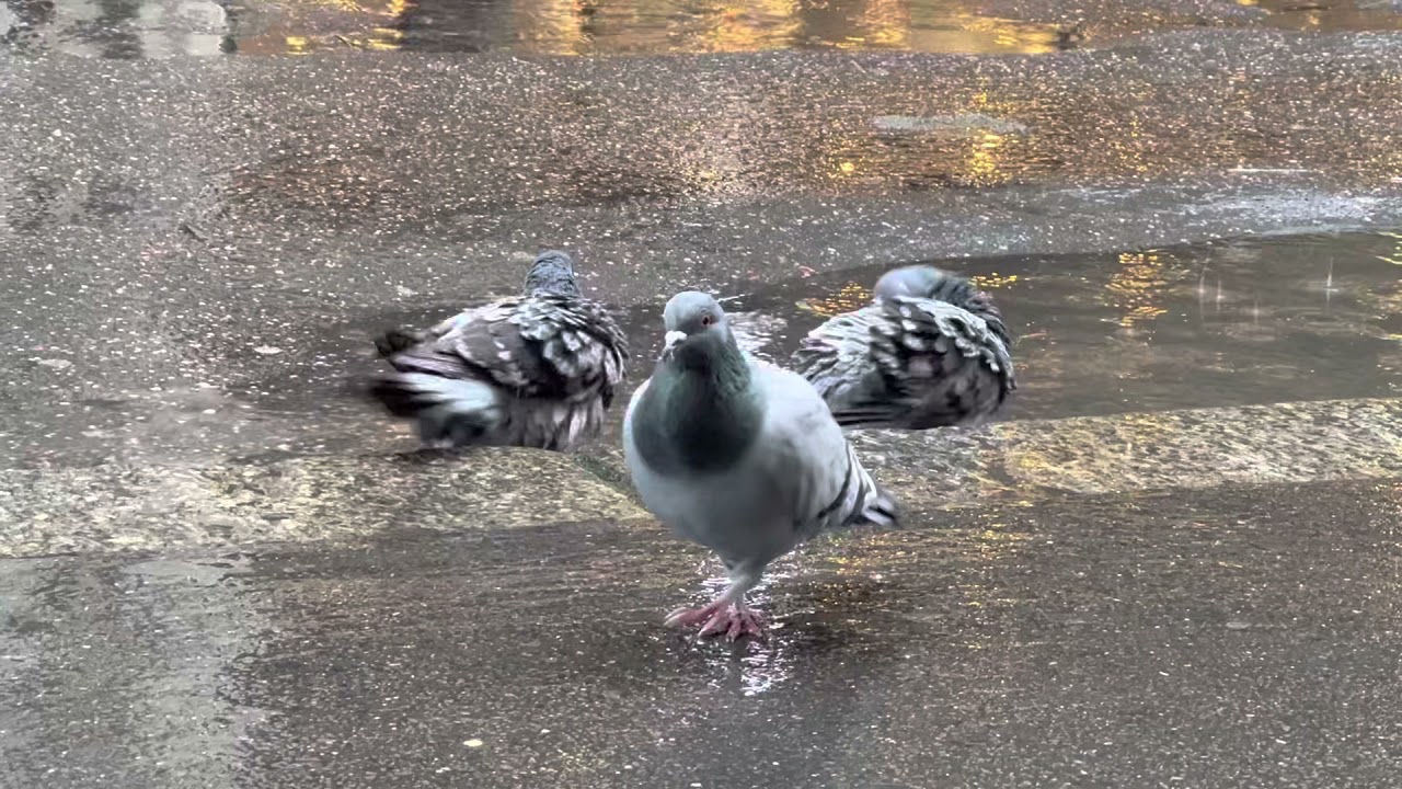 Badende Tauben 🕊 Pigeons (doves) taking a bath