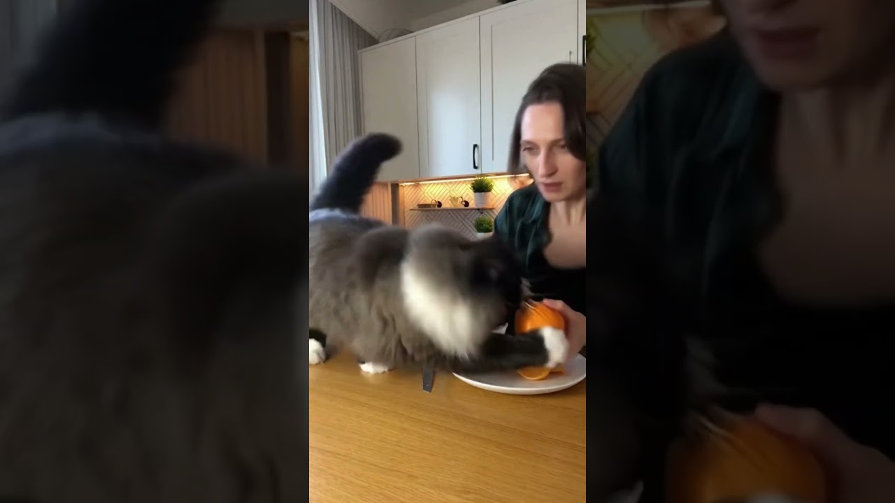 Подрезал апельсин у @nata_fri  😸 #смех #смешныекотики #котики #sora2 #юмор