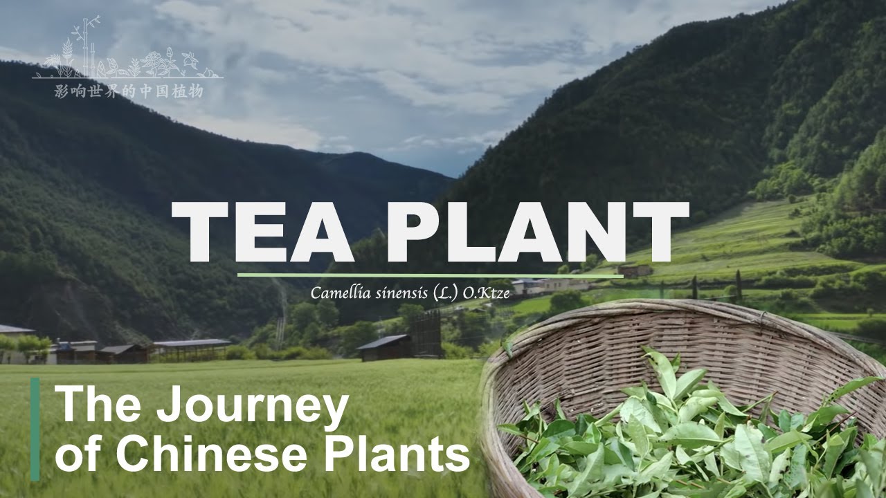 【ENG SUB】The Journey of Chinese Plants TEA PLANT | 1080P | 影响世界的中国植物 茶叶