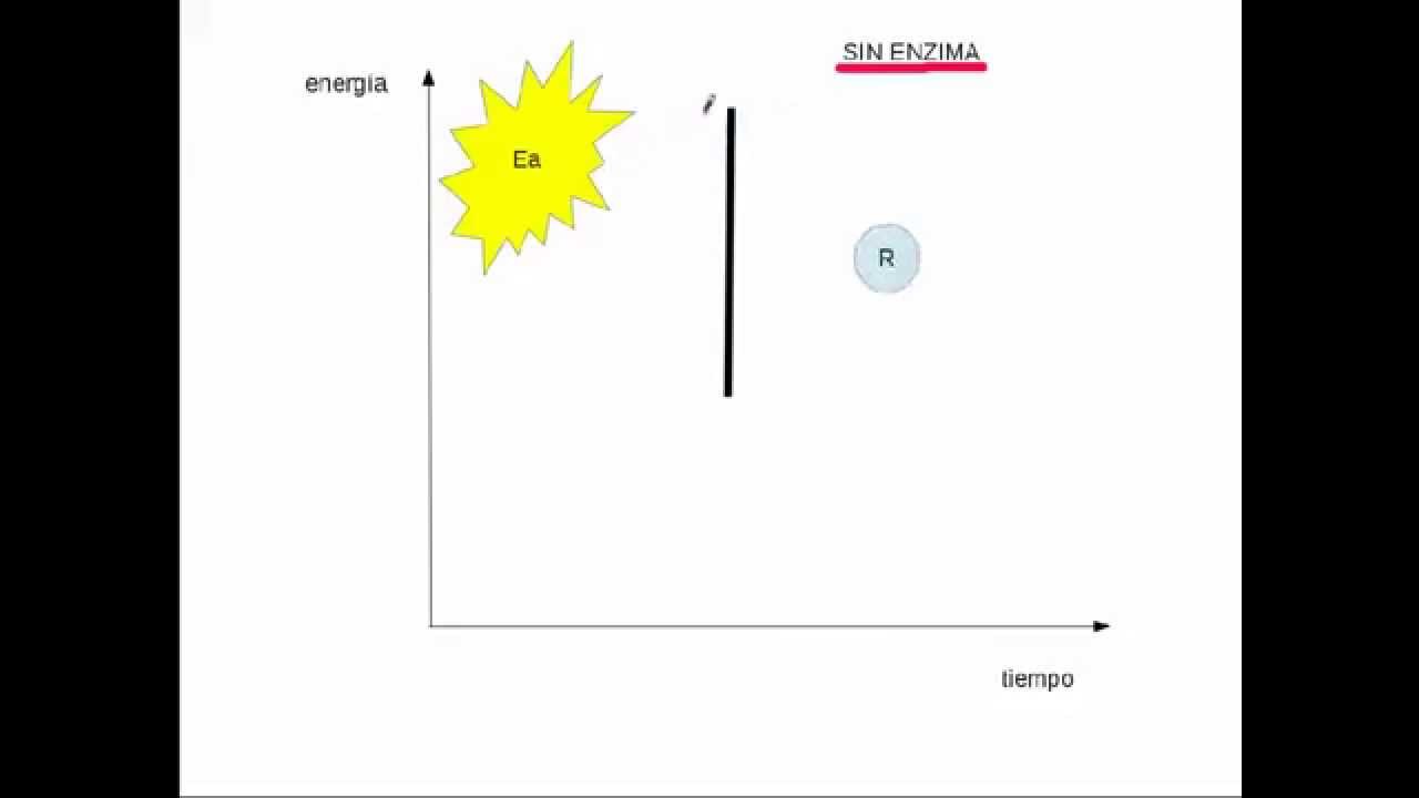 Enzimas. Conceptos generales