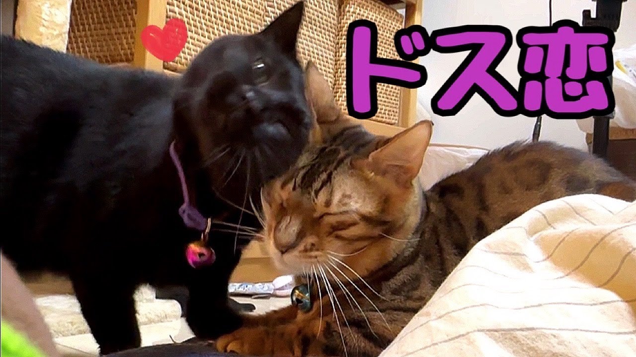 大好きなテトに本日もドス恋アタック黒猫ナナちゃん
