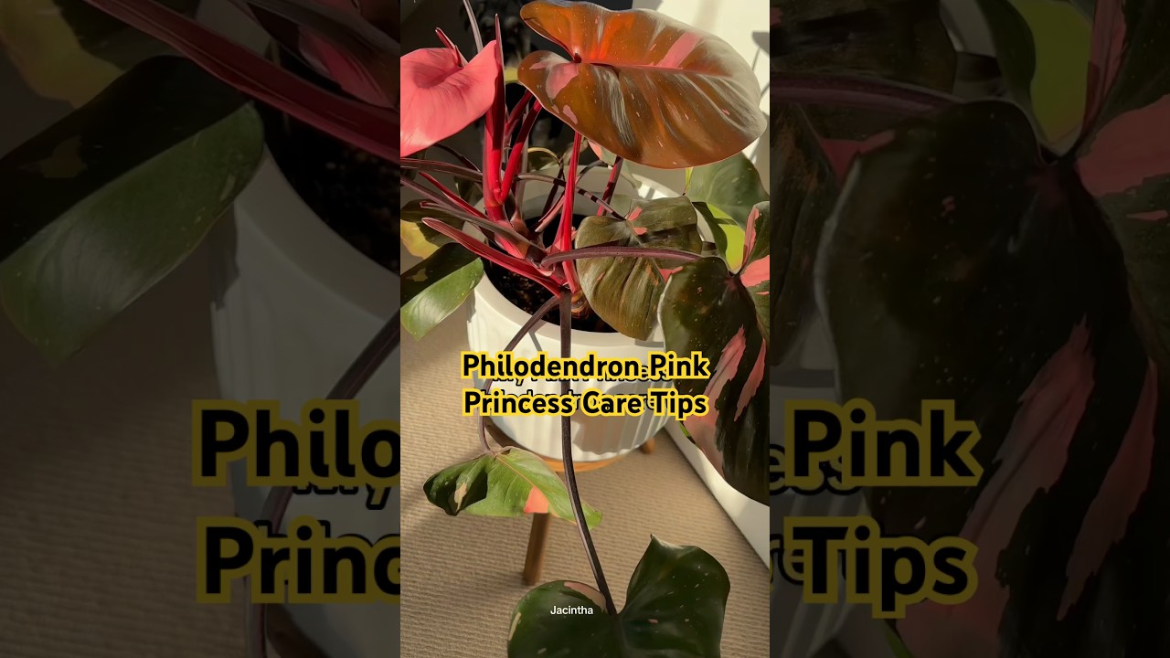 Уход за филодендроном &laquo;Pink Princess&raquo;! Расслабляющее видео о поливе #комнатныерастения #Philodend...
