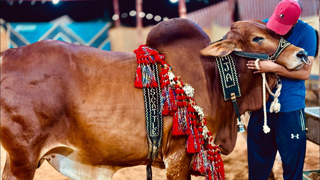 RAJA ❤️ | AR Maani