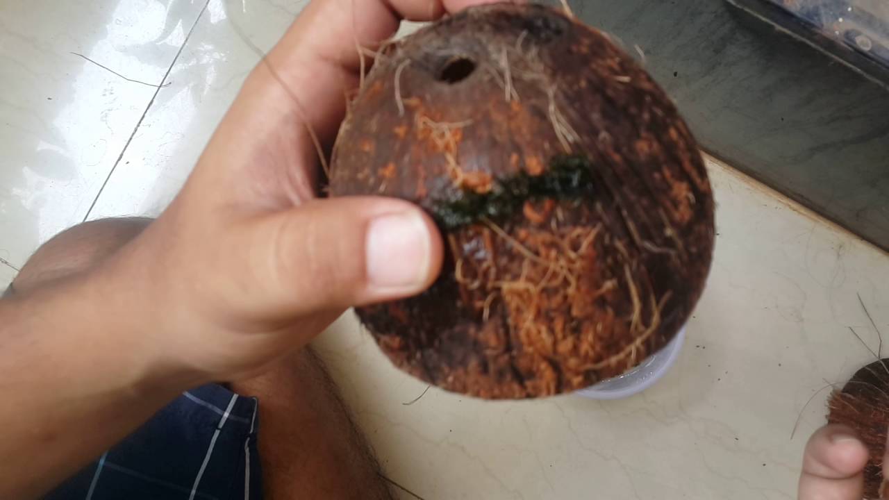 Phoenix Moss/ fissidens moss on Coco shell - Indian planted aquarium