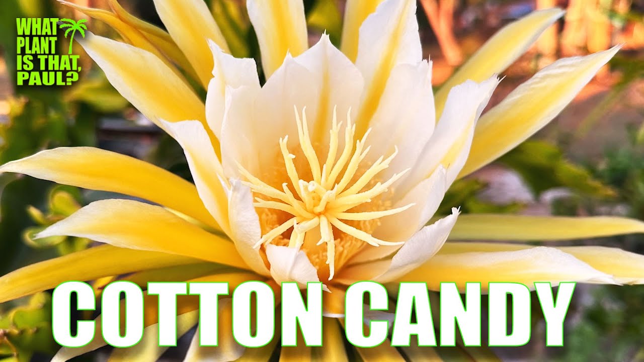 COTTON CANDY DRAGON FRUIT 1-10 TASTE and REVIEW