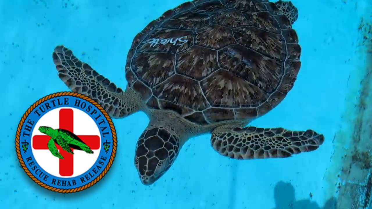 Visiting the Turtle Hospital in Marathon, FL - Florida Keys