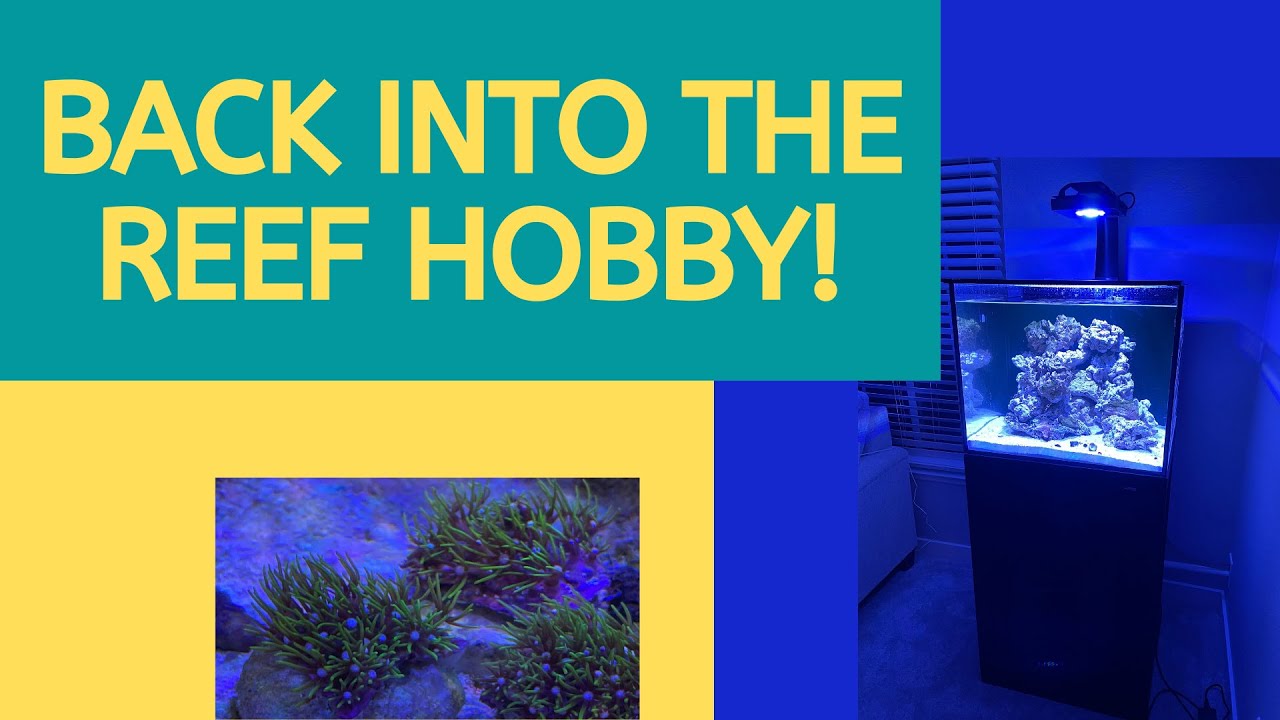 BACK INTO THE REEF HOBBY!