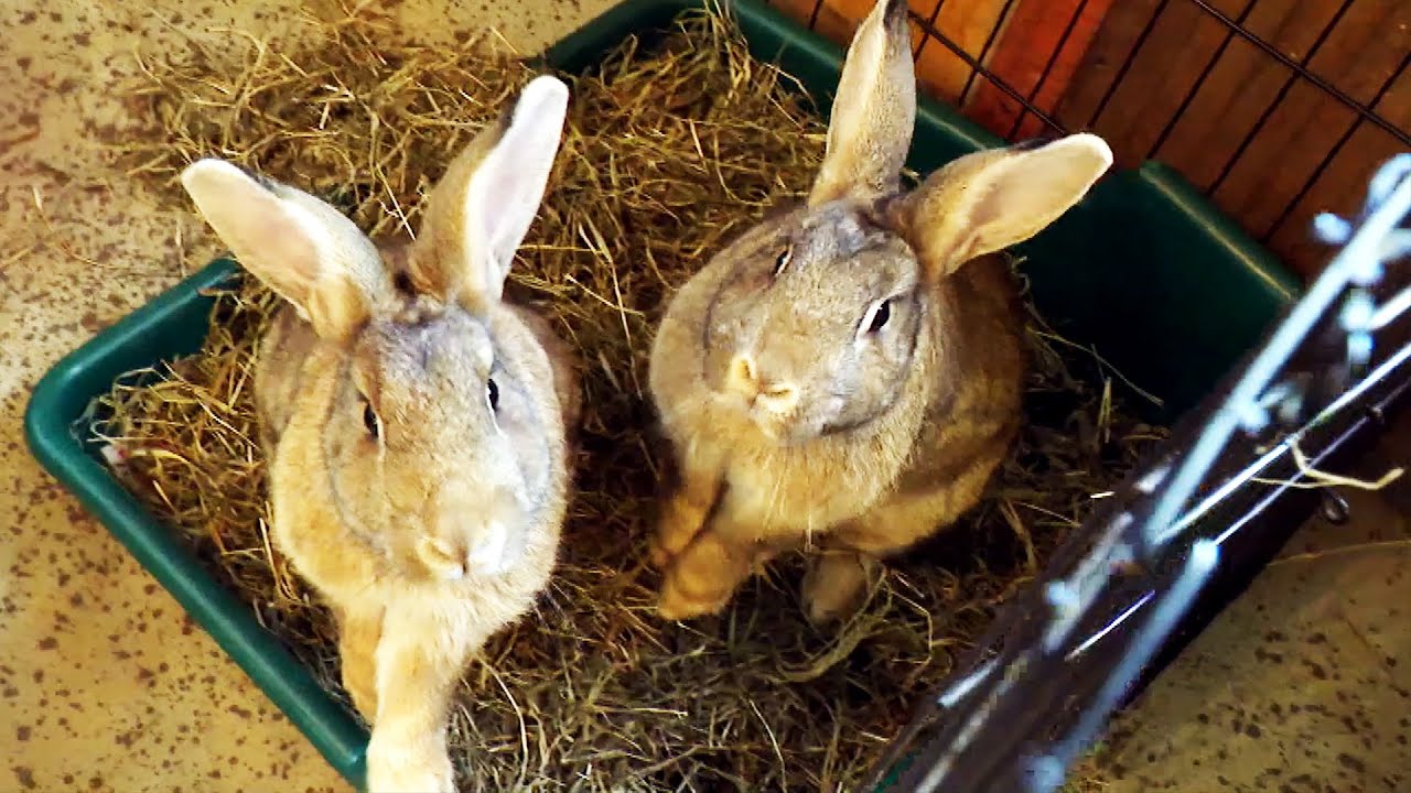 Why Are Some Bunny Owners Abandoning Their Pets?