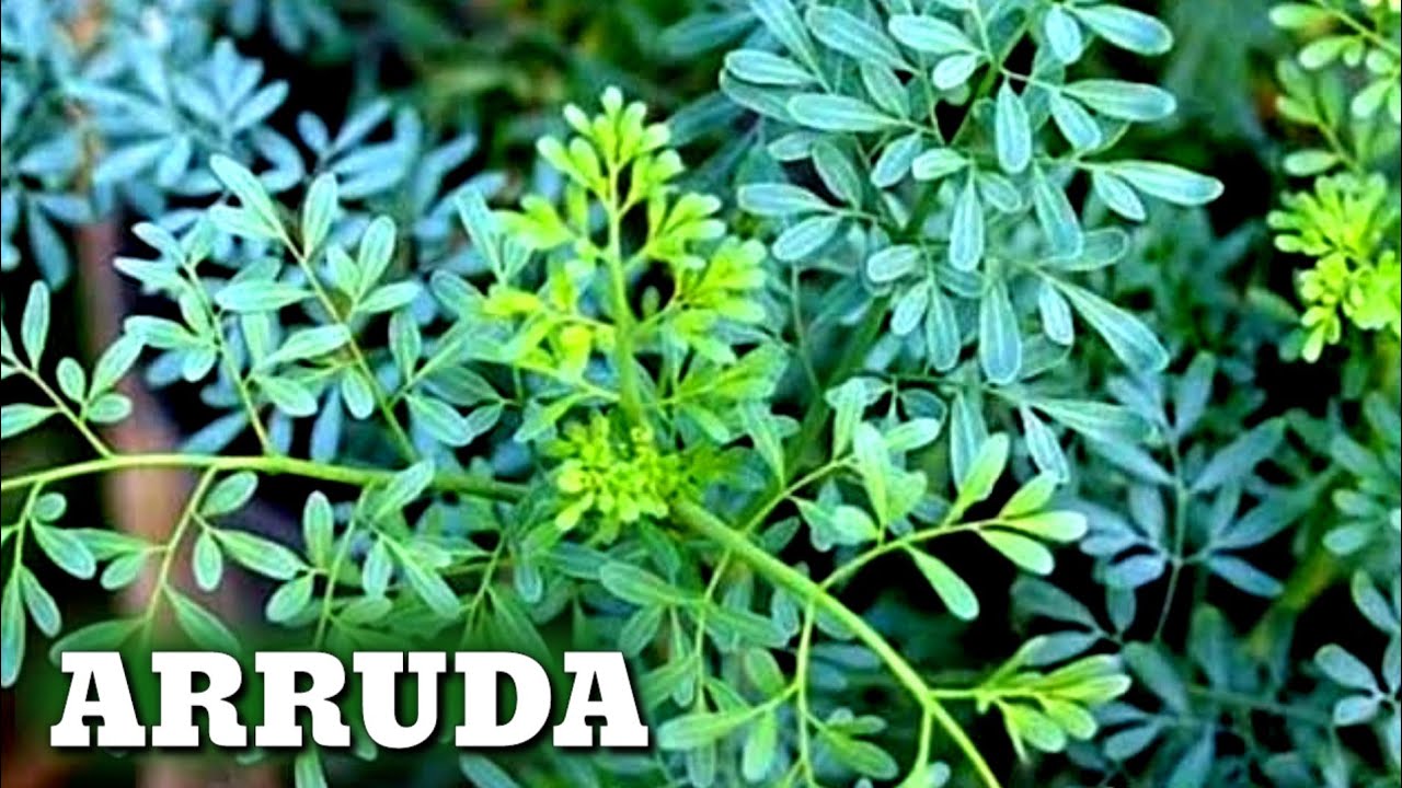 Arruda como plantar e enraizar galhos de arruda Cultivando no Quintal