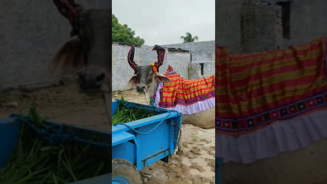 Madhya Pradesh Famous Animals #shorts #short #youtubeshorts #youtubeshort #mp #india #cow #famous