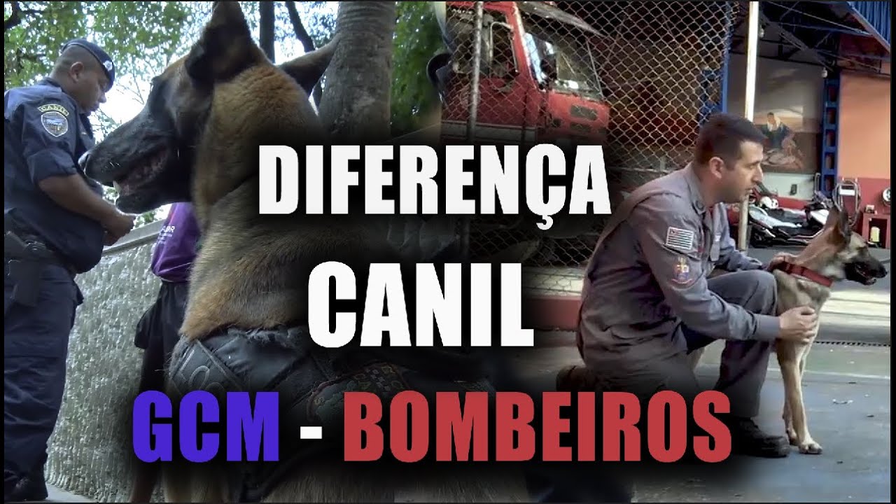 Diferença entre o Canil da GCM e dos Bombeiros - diretor Elias Junior