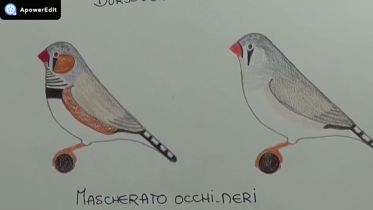 Le mutazioni del Diamante mandarino (prima parte)