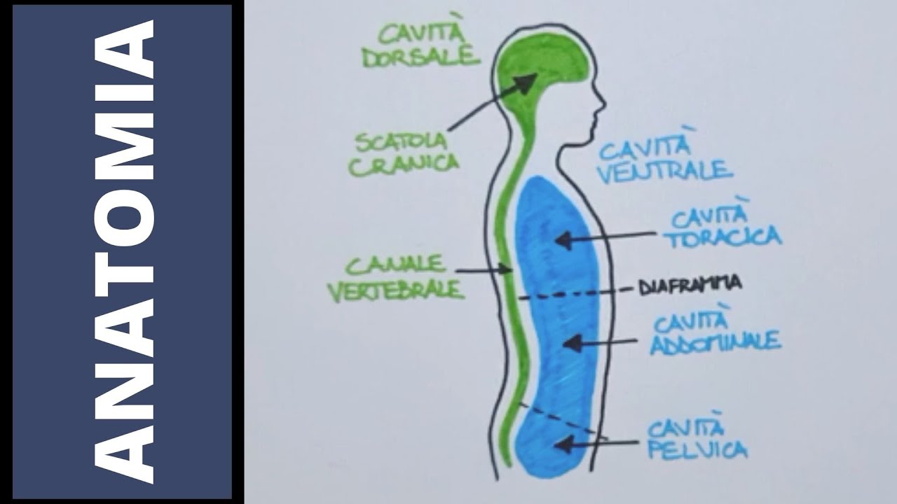 Tessuti, organi, apparati e sistemi