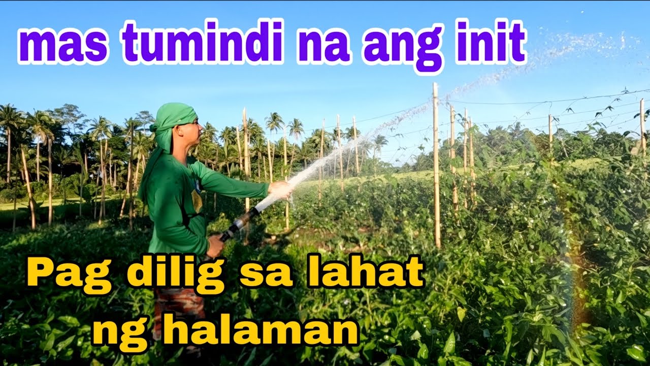 Mas nararamdaman na ang init Pag dilig