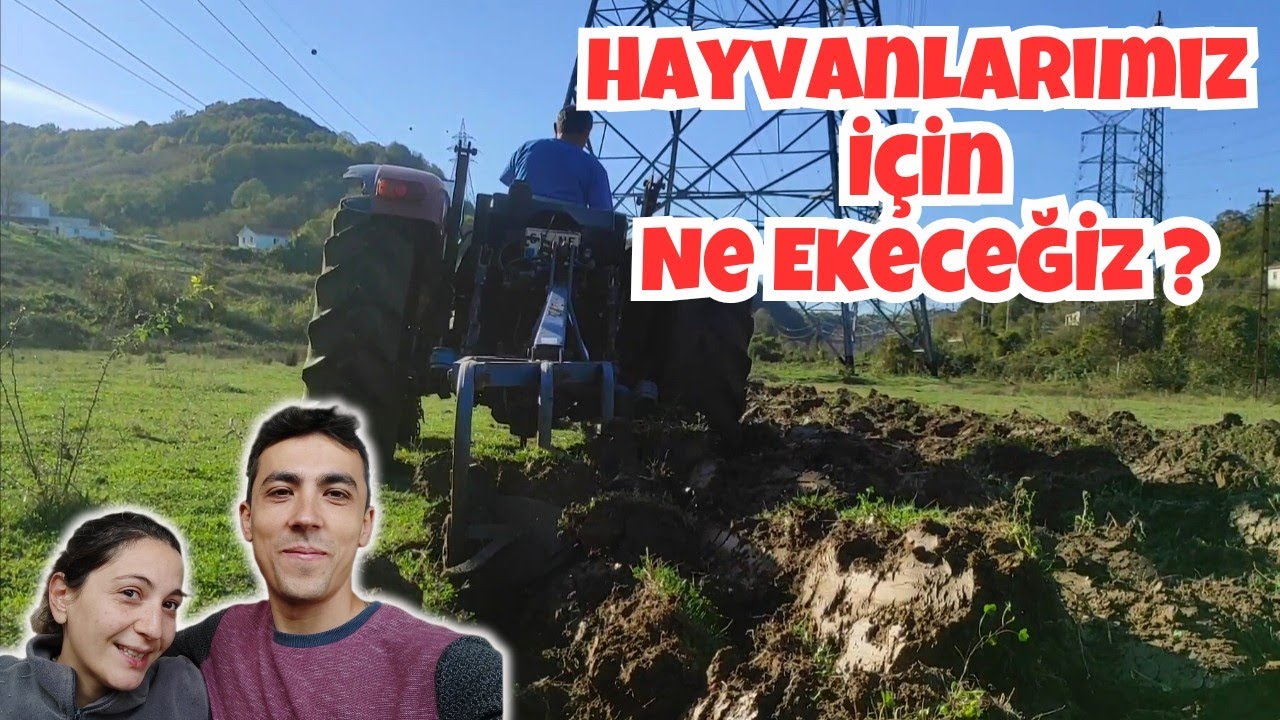 Tarla Sürdürüyoruz | Hayvancılıkta Kaba Yem
