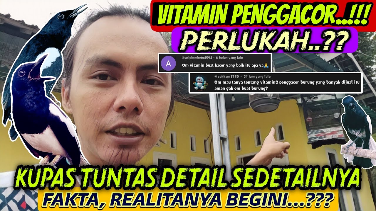 DIBONGKAR SEMUA DISINI ⁉️ VITAMIN PENGGACOR KACER ITU LOGIKANYA BEGINI..? || TIPS KACER GACOR