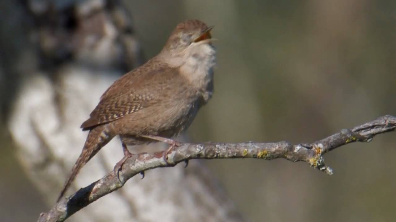 House Wren