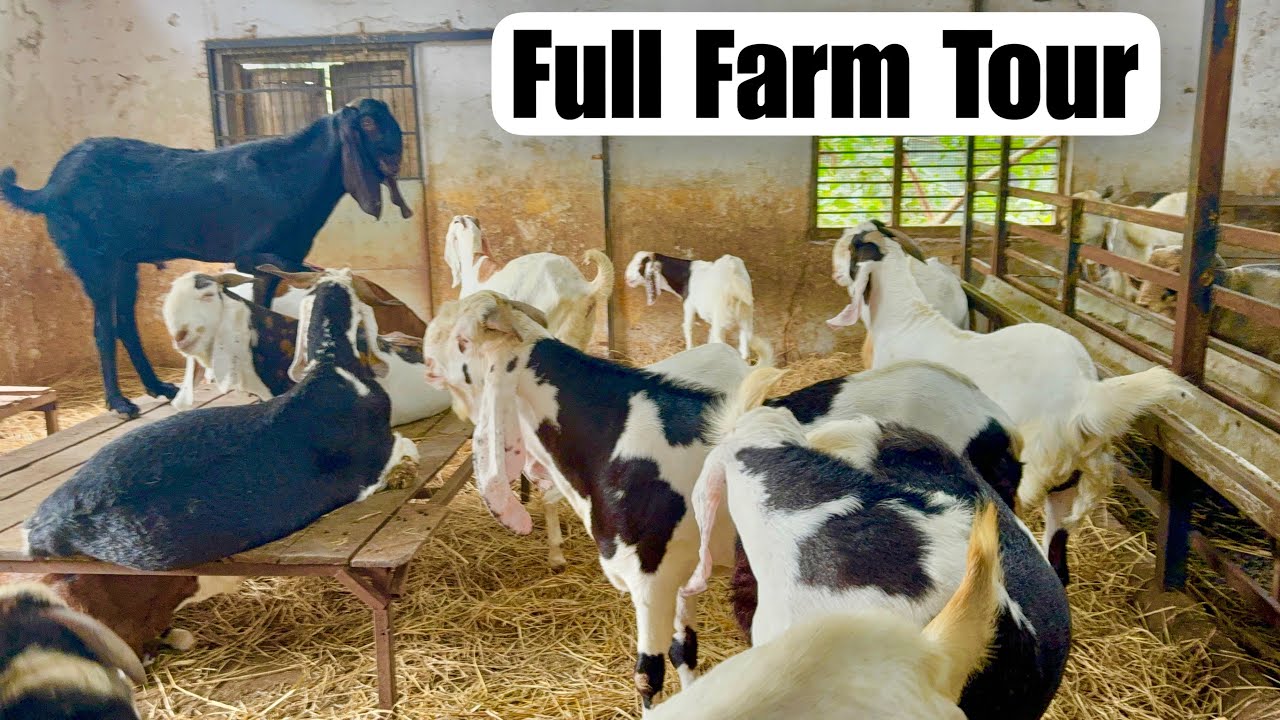 Full Tour of Quality Goat Farm, Bhiwandi | Palai Open