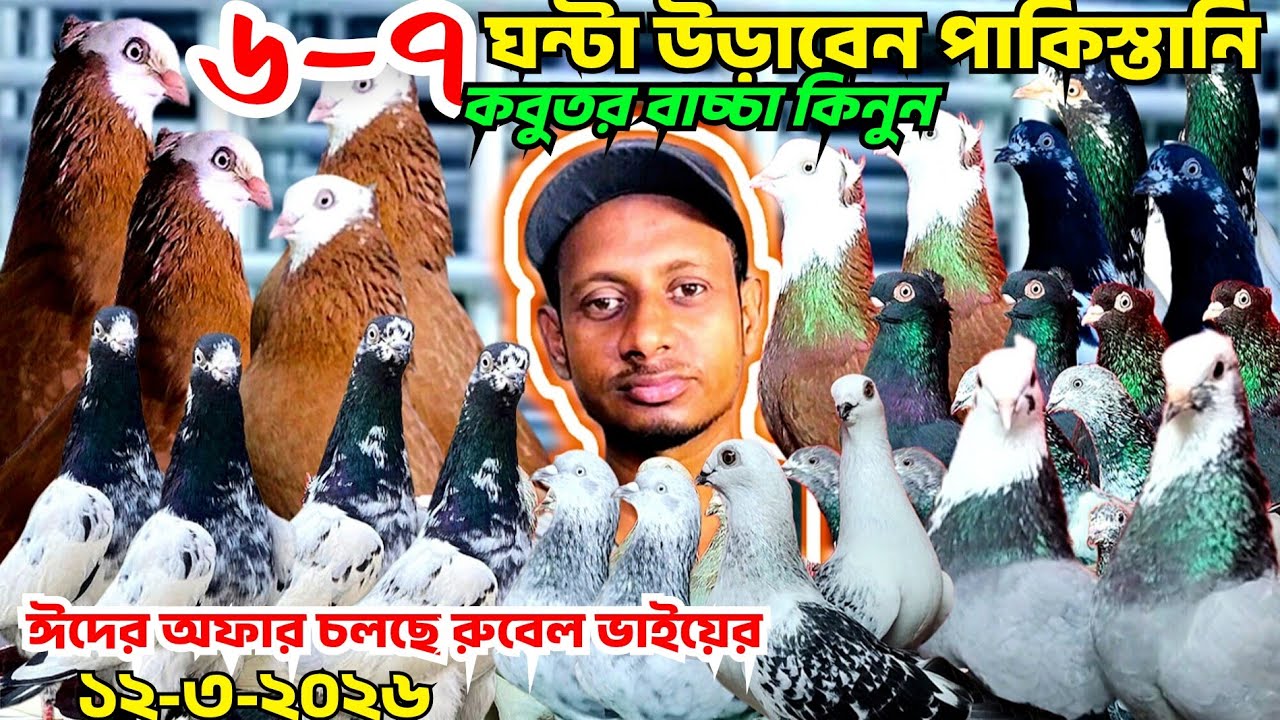  ৬-৭ঘন্টা উড়াবেন পাকিস্তানি কবুতর বাচা কিনুন। মাগনা দামে লাল গররা কবুতর সিলভার গিরিবাজ। রুবেল ভাই 