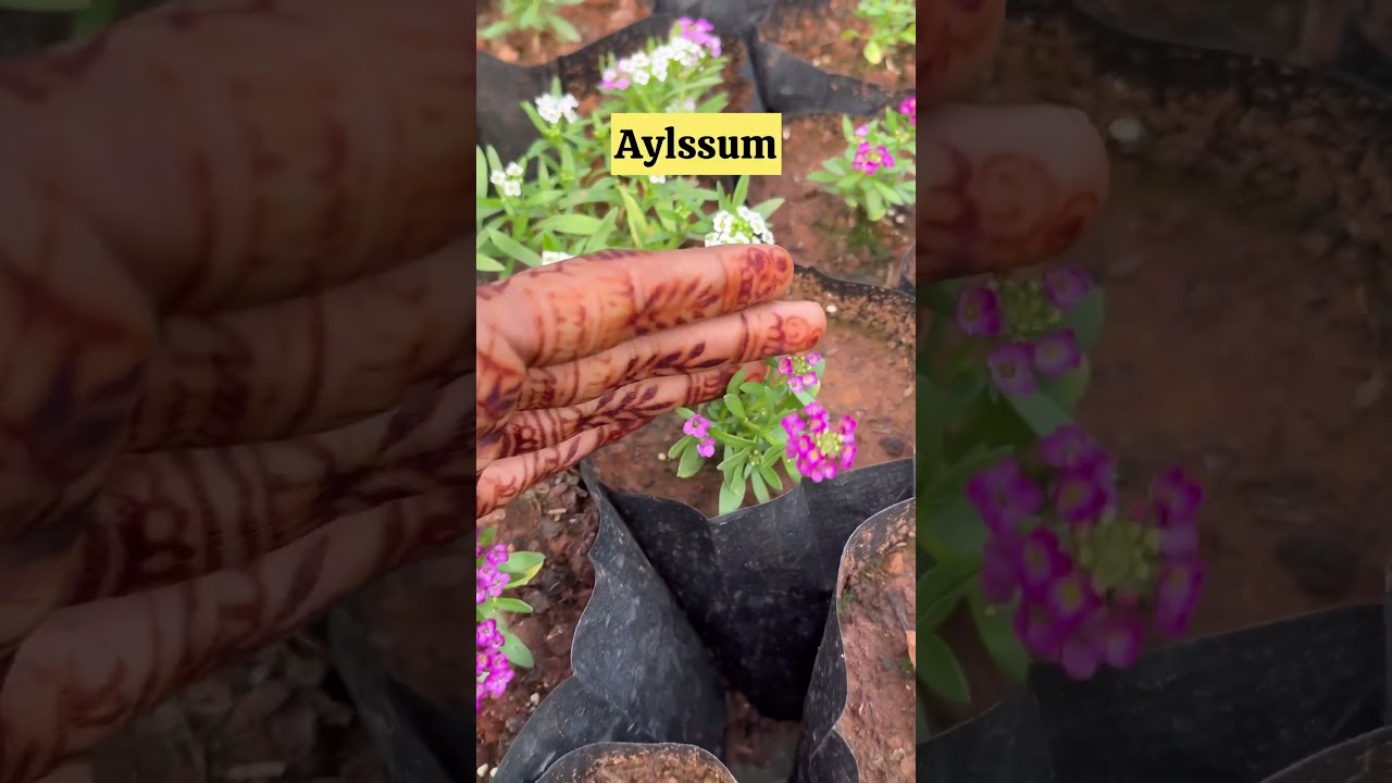 5 winter flowering plants