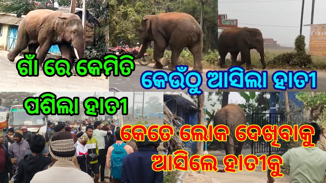 ହାତୀ ପଶିଲା ଗାଁ ରେ, କଣ କଲା ହାତୀ ଗାଁ ରେ ପଶି, ହାତୀ ଦେଖିବାକୁ କୁ ଏତେ ସାରା ଲୋକ  
