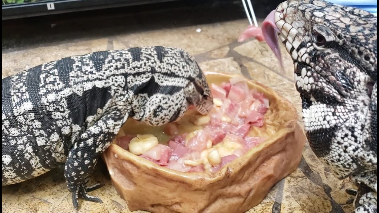¿Como alimentar a nuestros Tegus?