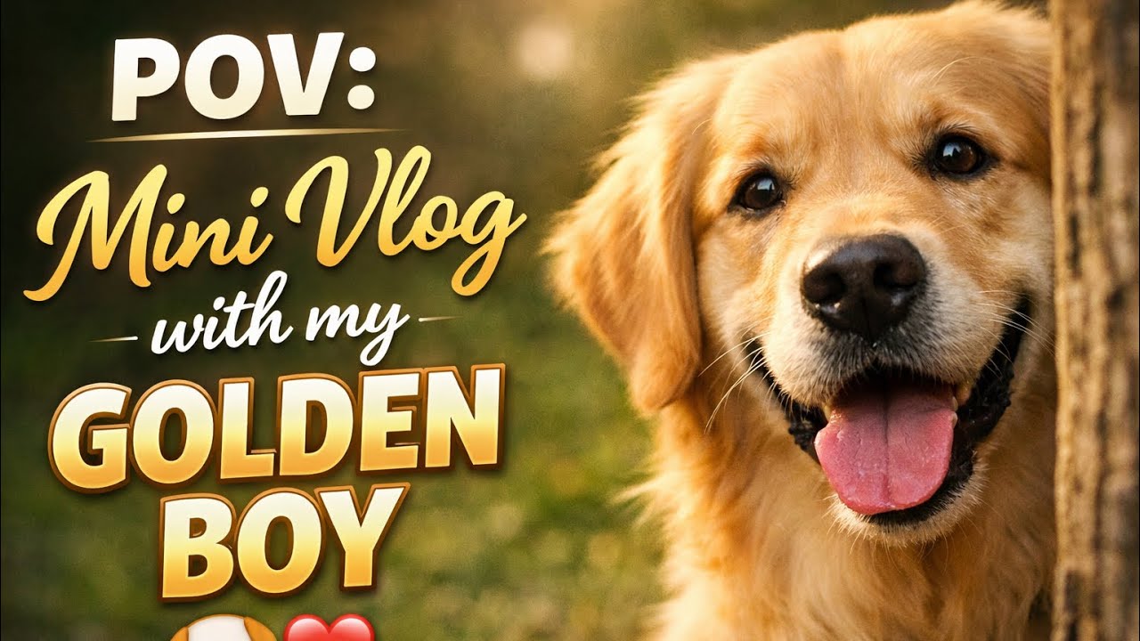 PoV: Mini vlog with my Golden Boy 