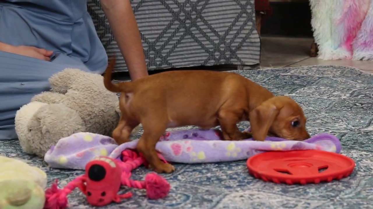 4642 Maynard dachshund puppy-The Puppy Lodge