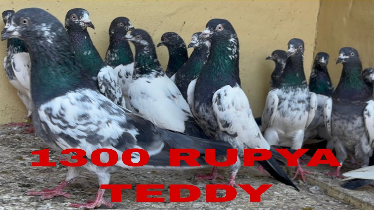 1300 rupya par salara teddy Kalsirsa 15 PES pigeon for sale in amritsar Punjaab India 