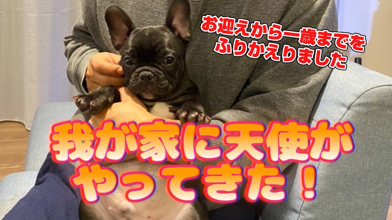 フレンチブルドッグ成長の記録。我が家のアイドル！マサ君