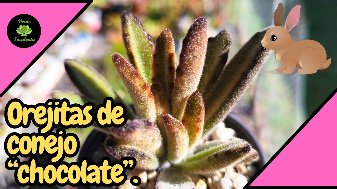 Kalanchoe tomentosa y Kalanchoe tomentosa 