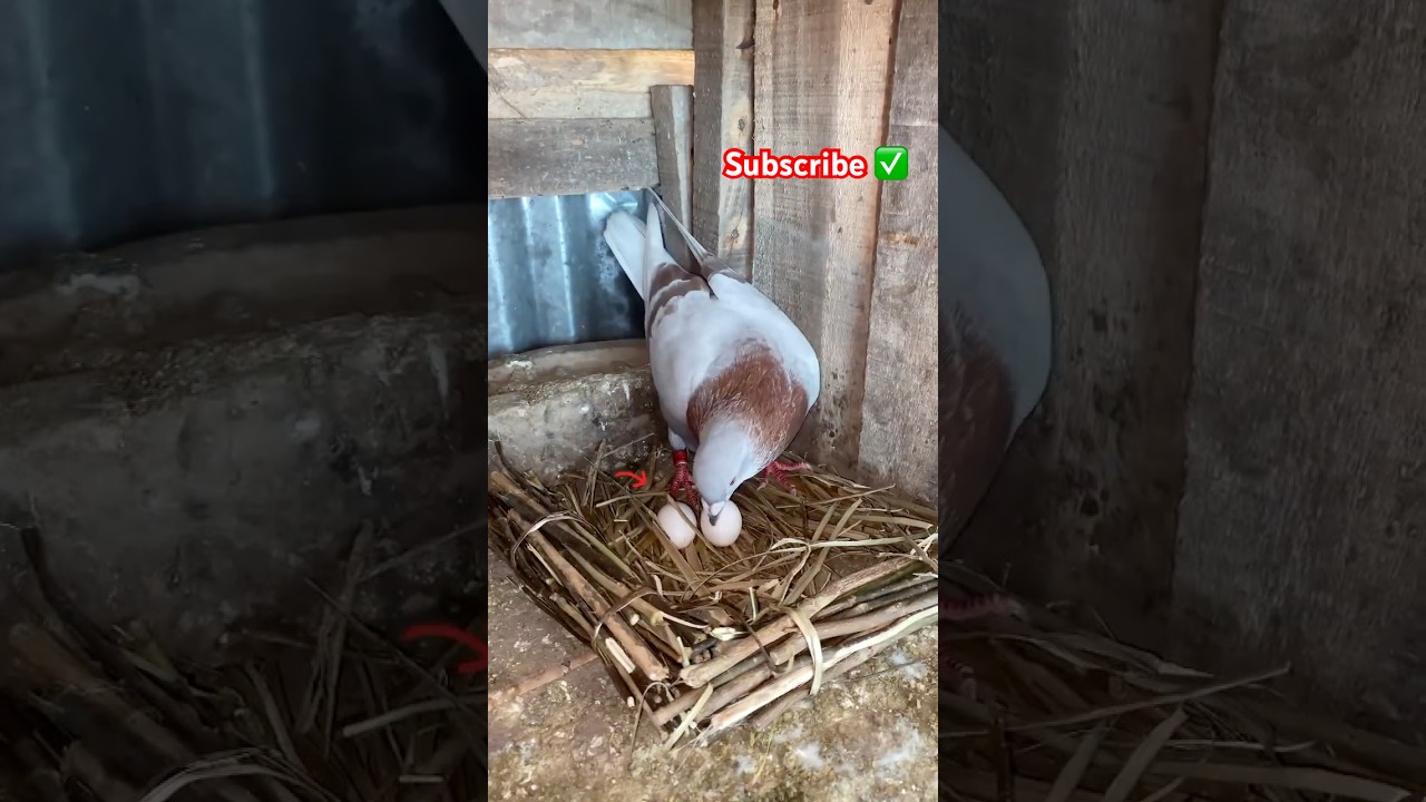 Bird&rsquo;s nest making 😮 #pigeon #bird #shorts #kabutar #kabootar #trending #kalapati #loft #viralvideo