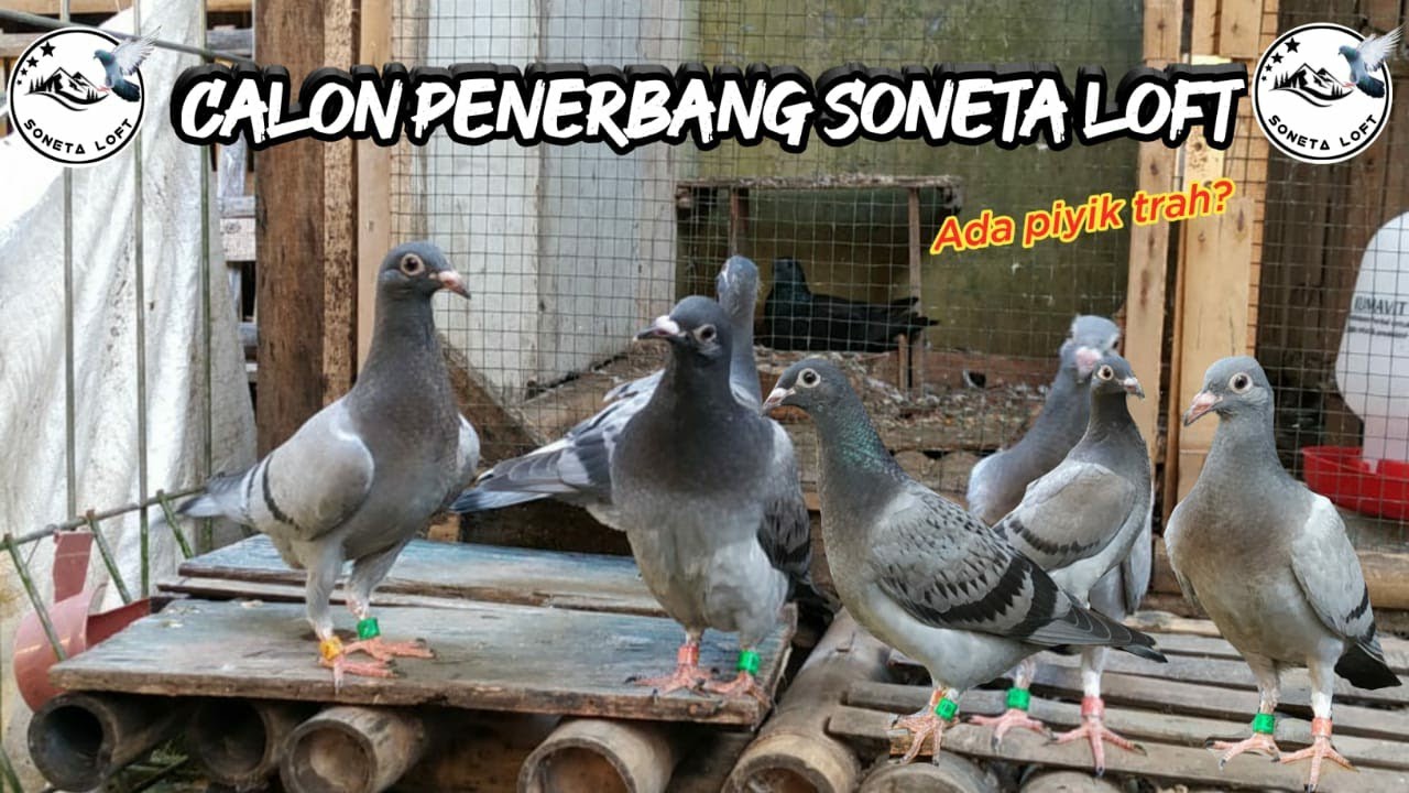 PERDANA LEPAS PIYIK MPOS || SONETA LOFT ||