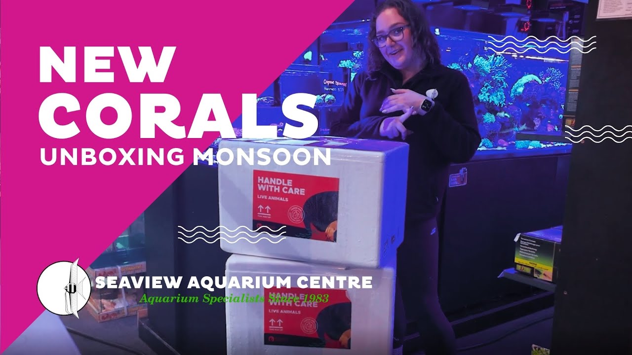 Coral Unboxing | HOLY GRAIL TORCH, CROCEA CLAMS, AND MORE! | Seaview Aquarium Centre