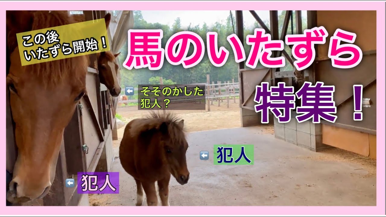 《馬のいたずら》いたずら五本立て！ こわしたり、投げたり、落としたりetc.… 見事なチームプレーも見せてくれたよ