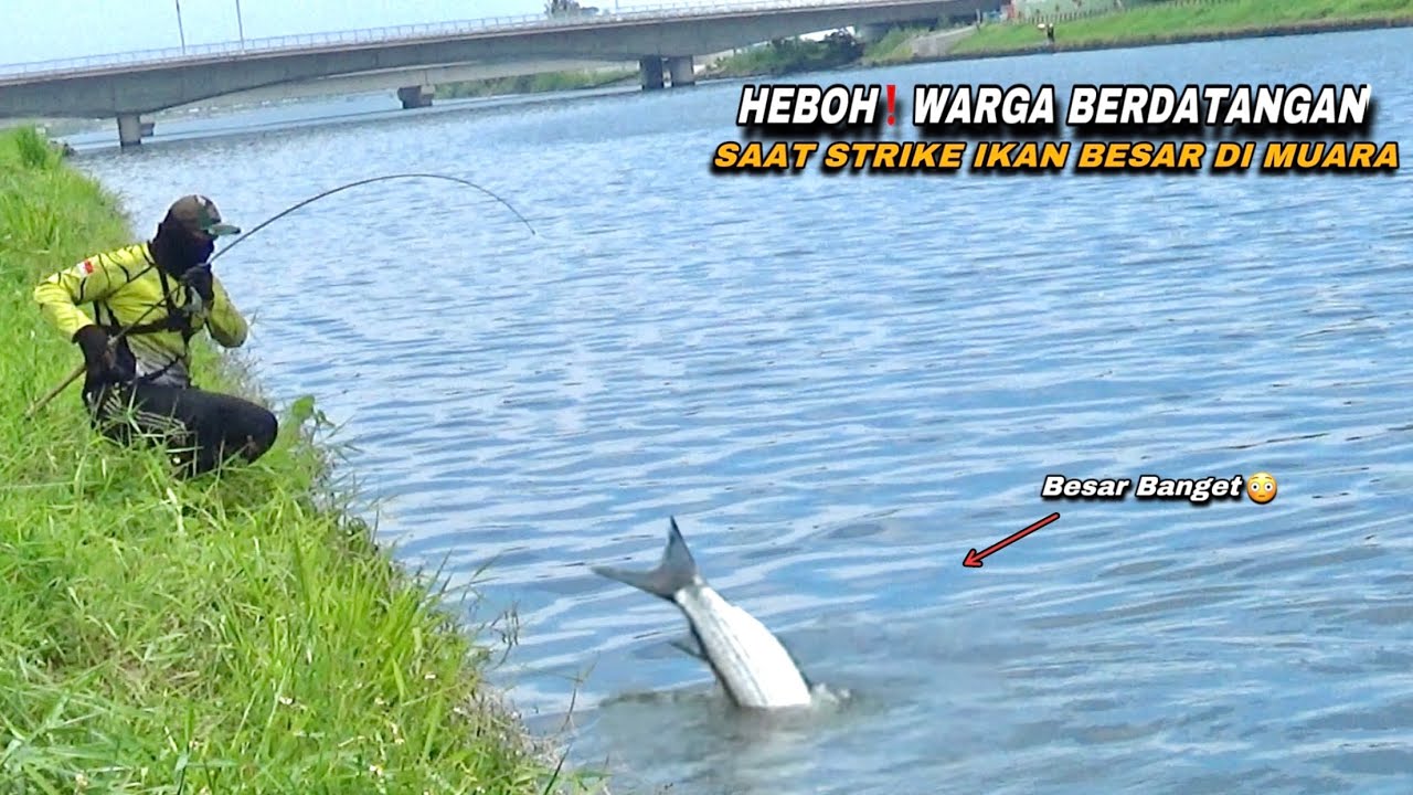 Rekor..! Mancing Dapat Ikan Blanak terbesar di muara